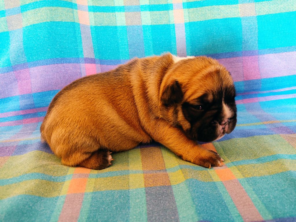 Tous les matins du monde - Chiots disponibles - Bouledogue français