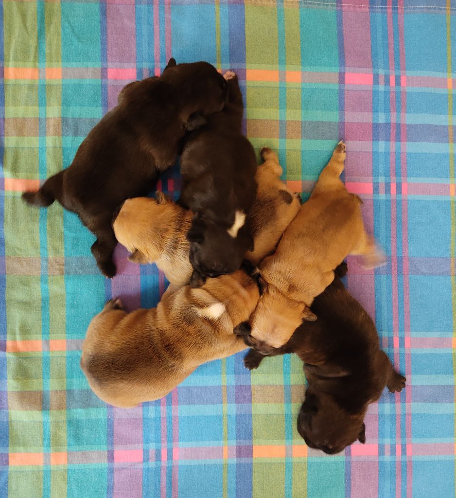 Chiot Bouledogue français Tous les matins du monde