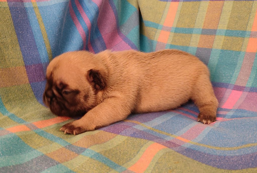 Tous les matins du monde - Chiots disponibles - Bouledogue français