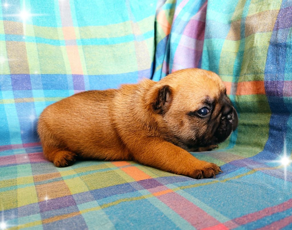 Tous les matins du monde - Chiots disponibles - Bouledogue français