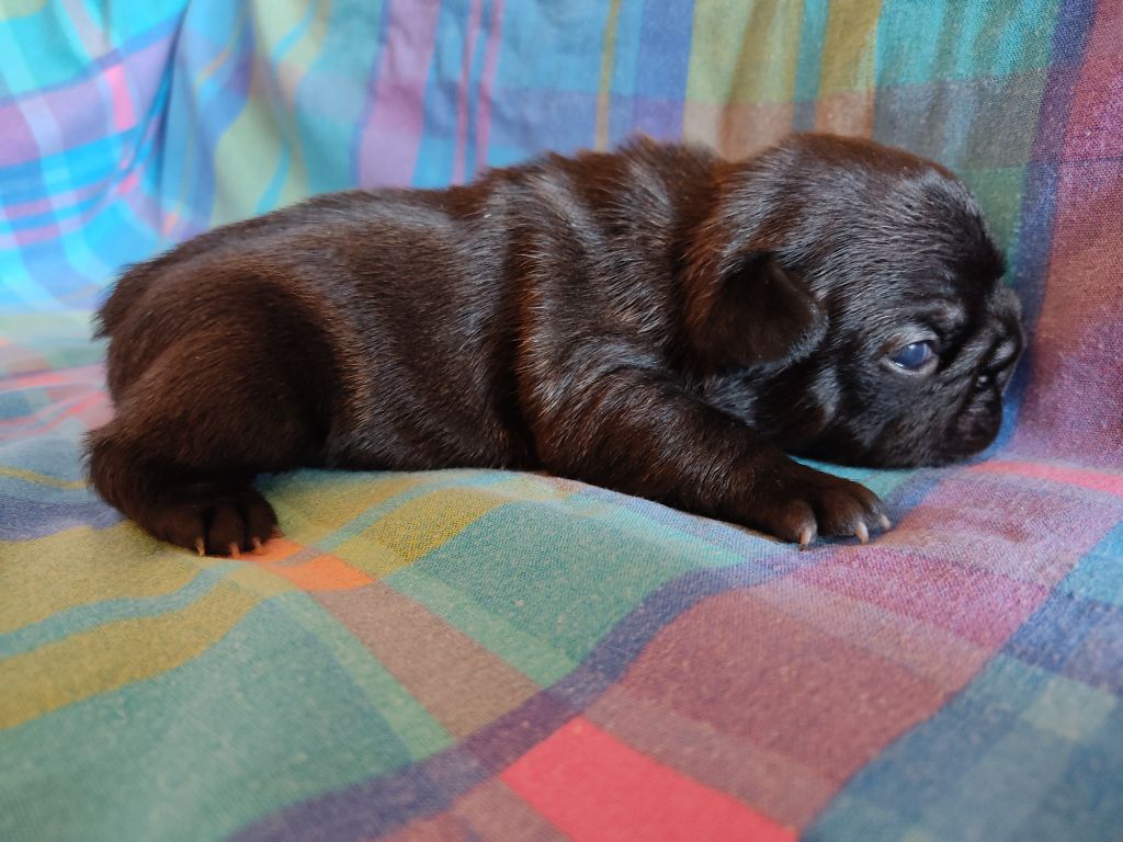 Tous les matins du monde - Chiots disponibles - Bouledogue français