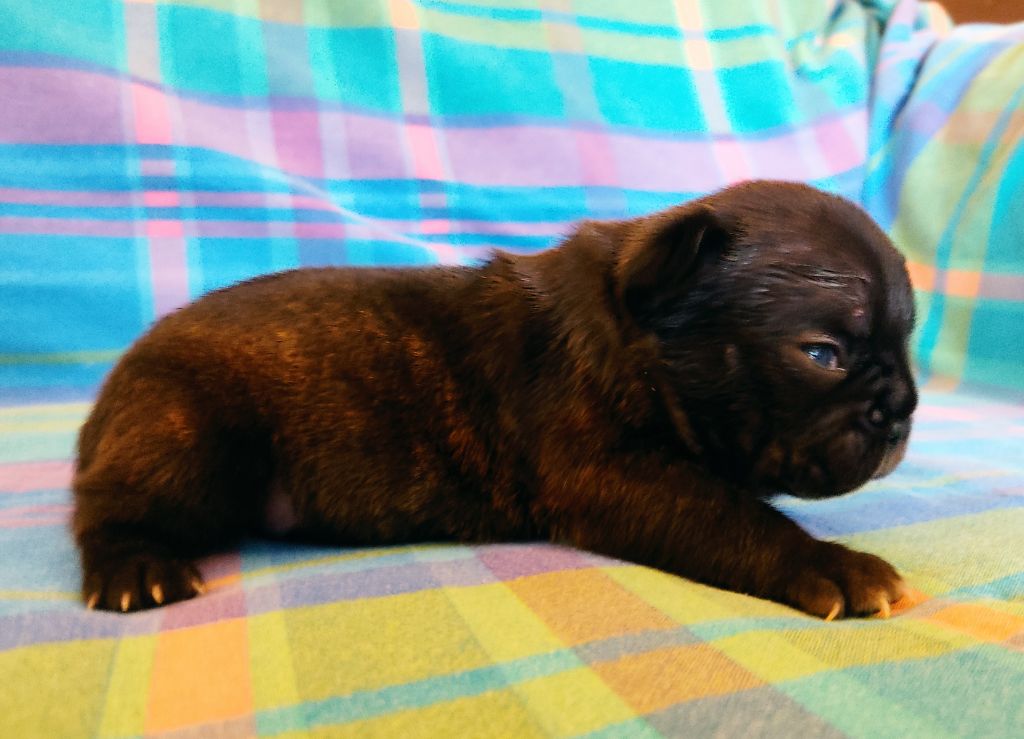 Tous les matins du monde - Chiots disponibles - Bouledogue français