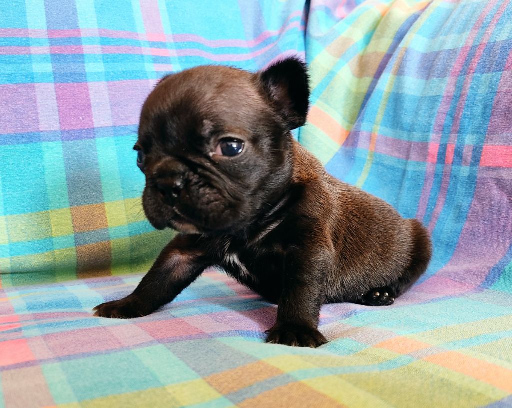Tous les matins du monde - Chiots disponibles - Bouledogue français