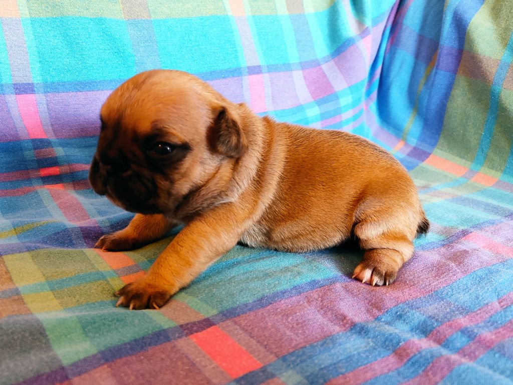 Tous les matins du monde - Chiots disponibles - Bouledogue français