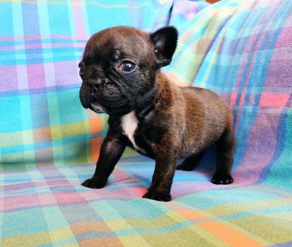 Tous les matins du monde - Chiots disponibles - Bouledogue français
