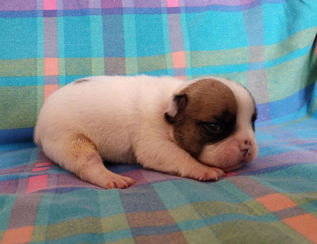Tous les matins du monde - Chiots disponibles - Bouledogue français