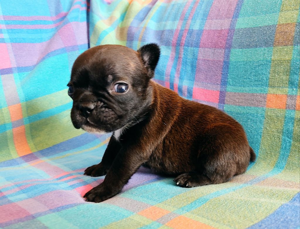 Tous les matins du monde - Chiots disponibles - Bouledogue français