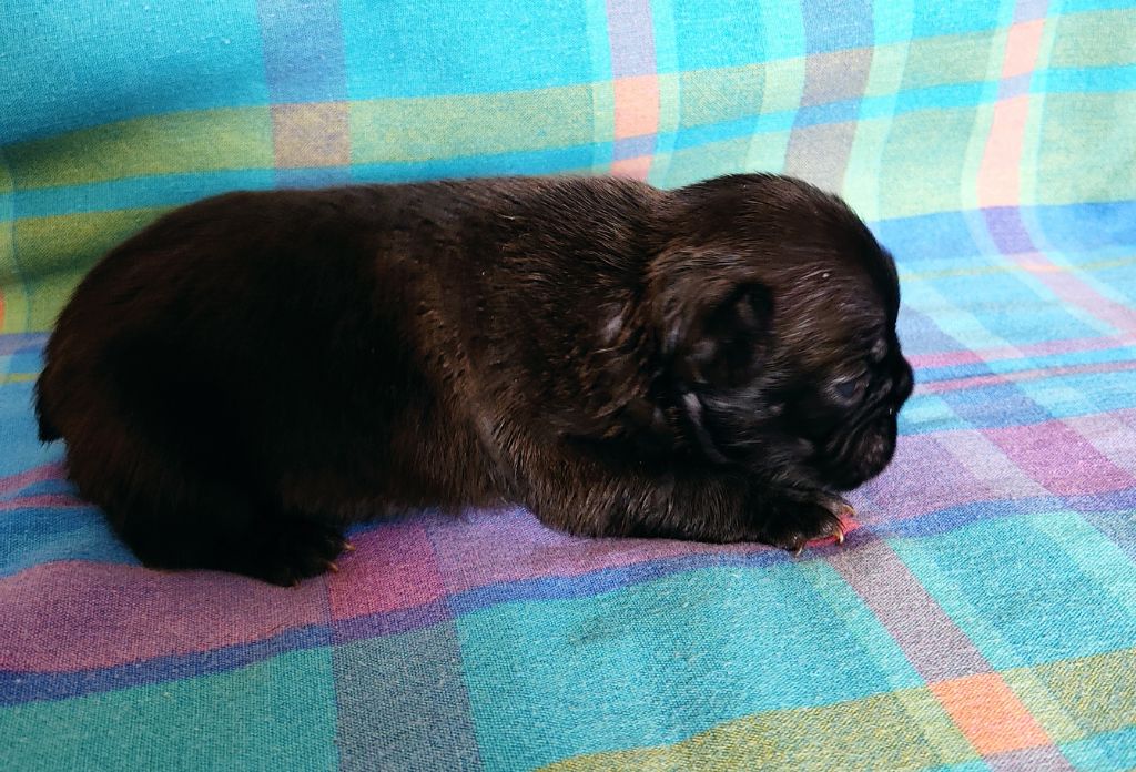 Tous les matins du monde - Chiots disponibles - Bouledogue français