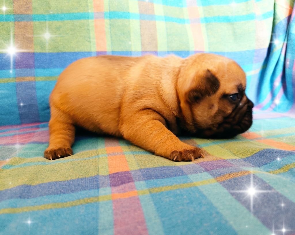 Tous les matins du monde - Chiots disponibles - Bouledogue français