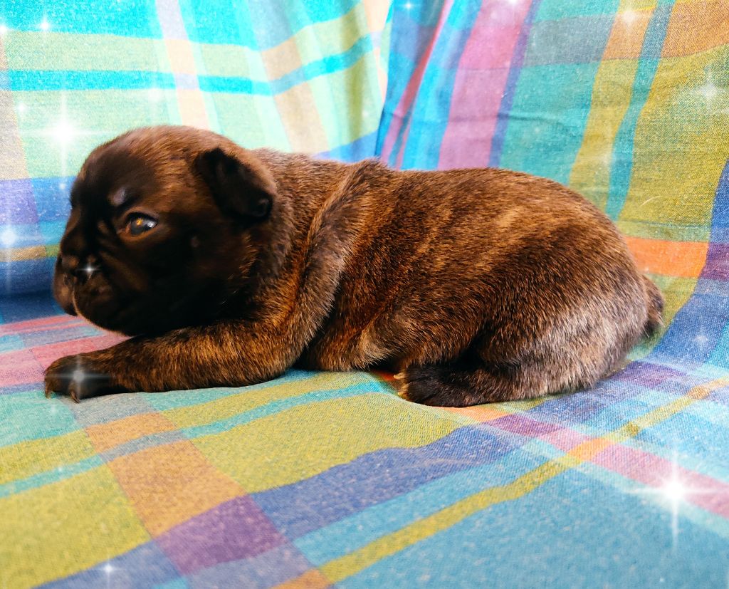 Tous les matins du monde - Chiots disponibles - Bouledogue français