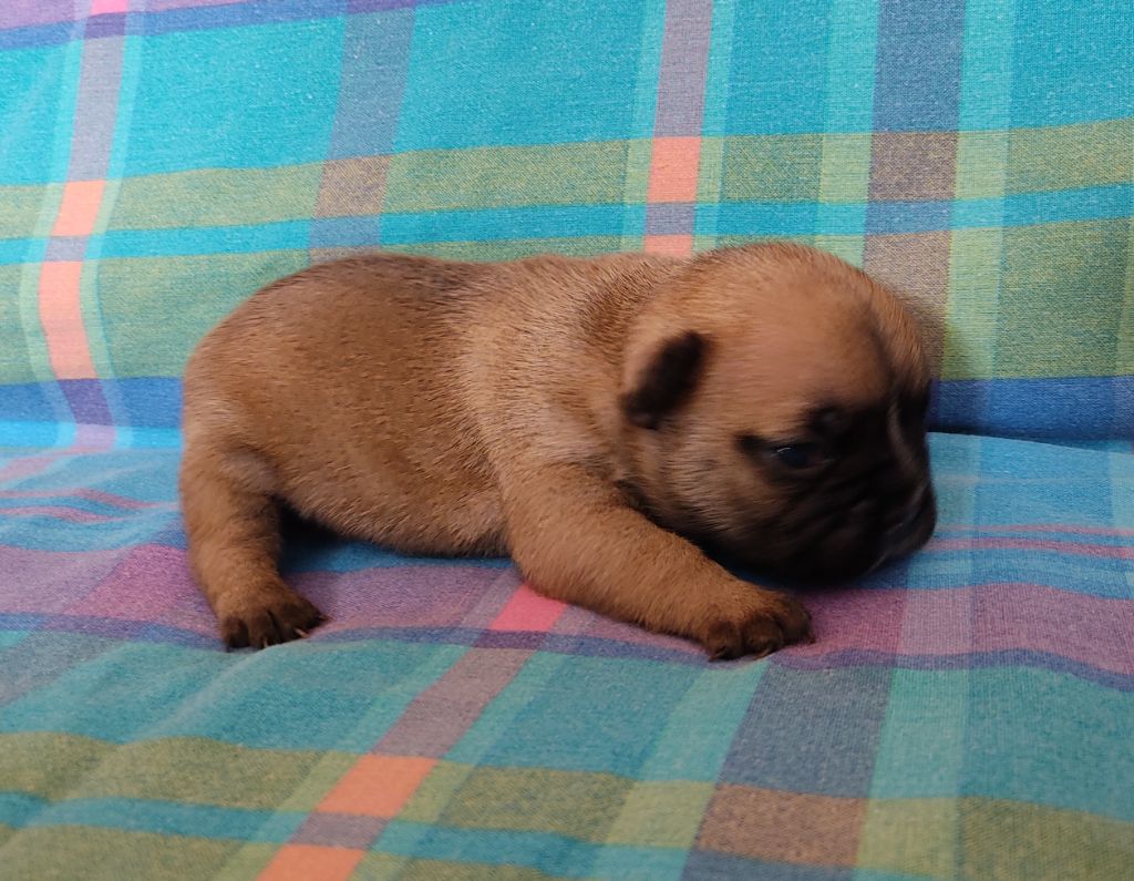 Tous les matins du monde - Chiots disponibles - Bouledogue français